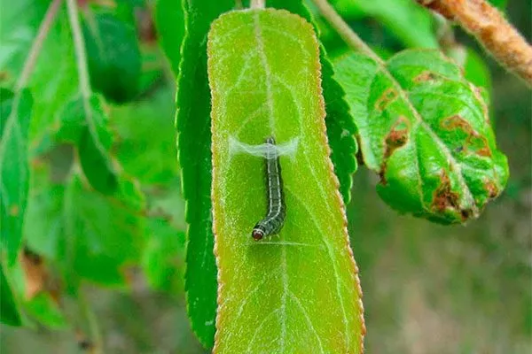 листовёртка Яблони Долго6