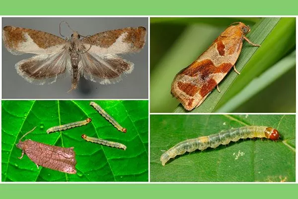 листовёртки уход за грушей21