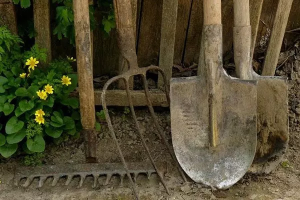 лопата и вилы пересадка пионов17