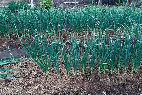 лук, горчицу, кориандр и чеснок