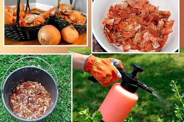 Луковый настой меры борьбы11