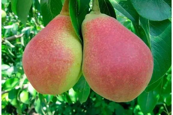 Любимица Клаппа Опыление груши9