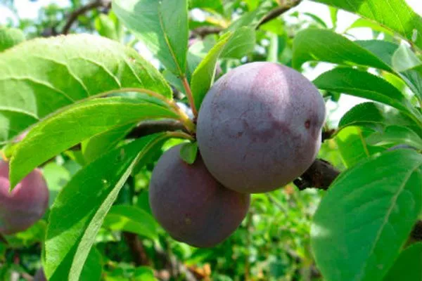 Любительский для сибири и урала25