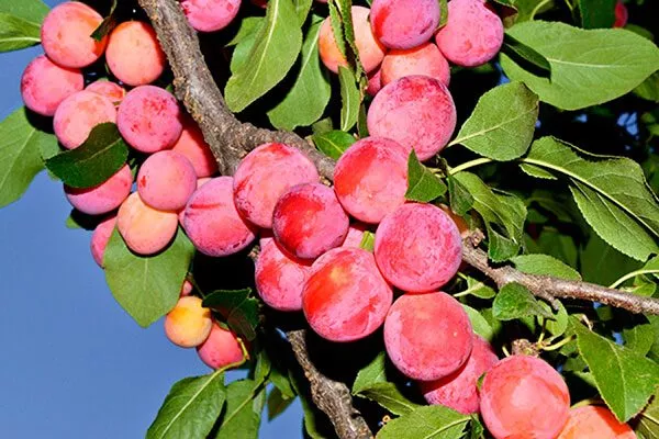 Маньчжурская Красавица для сибири и урала26