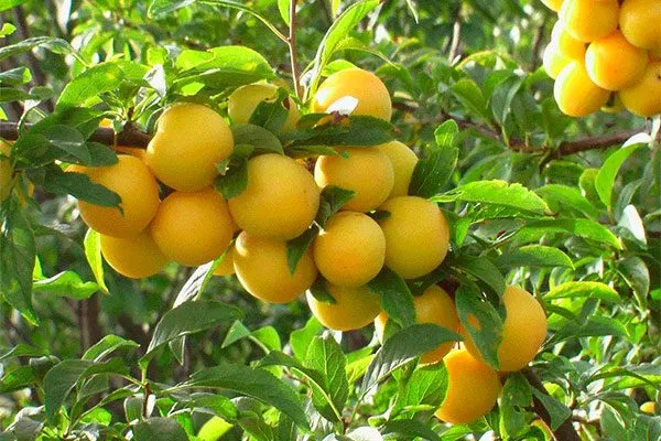 Мара посадка алычи17