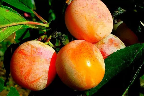 Медовая колоновидная