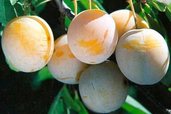 медовая 22 для сибири и урала27