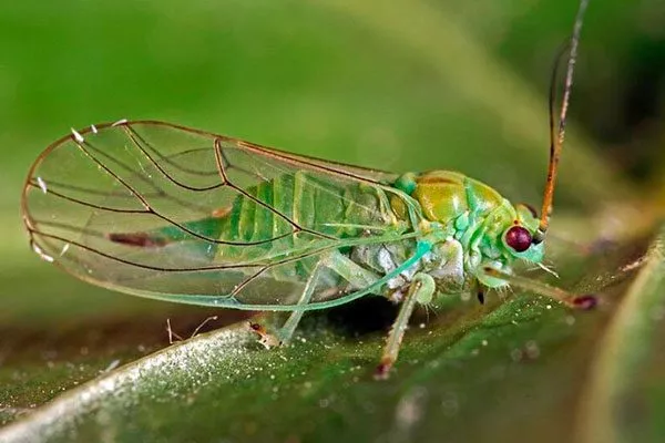 медяницы уход за грушей23