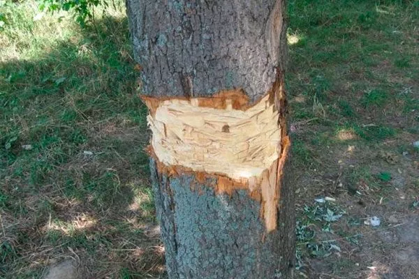 Механические повреждения трескается кора груши9