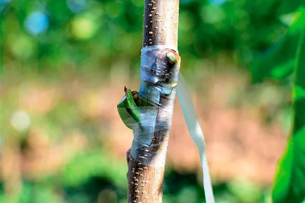 Место прививки аккуратно обмотайте, оставляя почку открытой