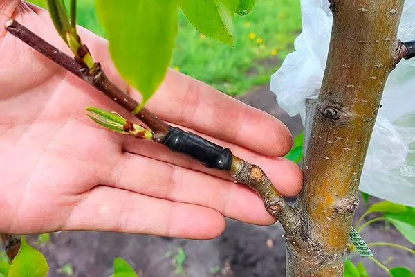 Место прививки тщательно обмотайте прививочной лентой