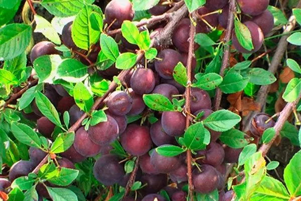 Мейнор для сибири и урала28