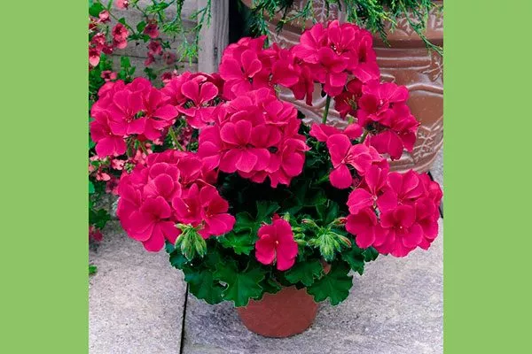 мини формировка 22