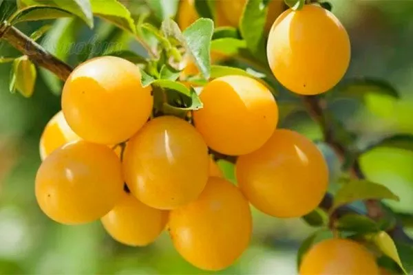 Мирабелла для сибири и урала29