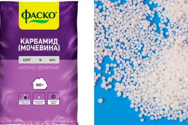 мочевина Чем подкормить хурму6