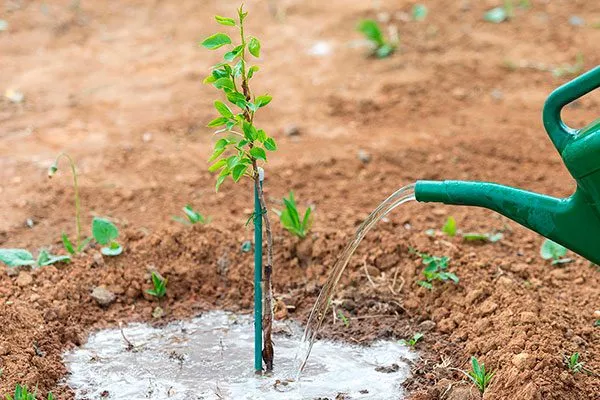 Молодые яблони (1–3 года) Полив яблони10