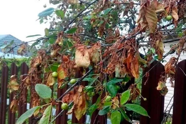 Монилиальная гниль Болезни вредители ирги13