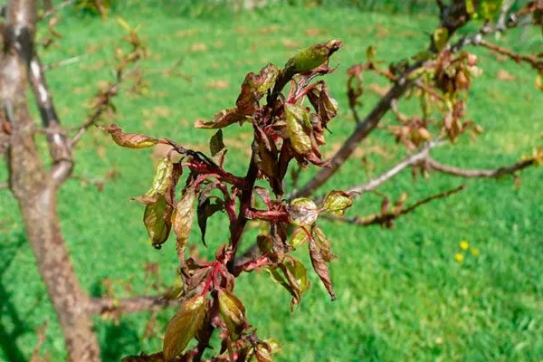 Монилиальный ожог