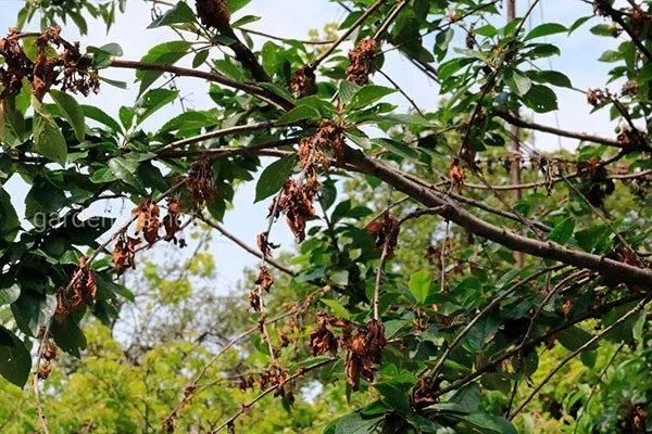 монилиоз 2 болезни