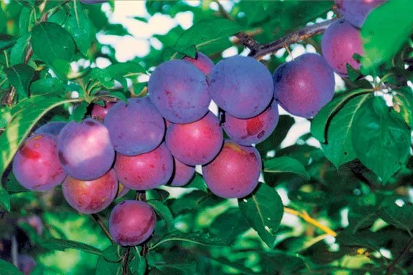 Мономах посадка алычи18