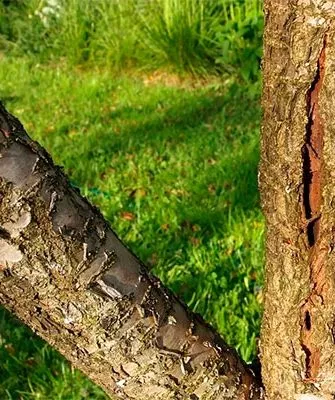 Морозобоины трескается кора груши10