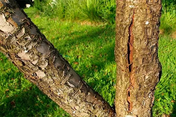 Морозобоины трескается кора груши10