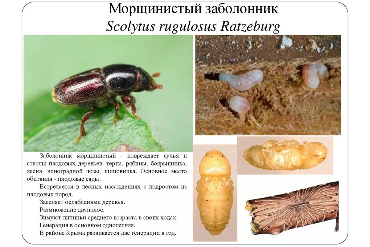 Морщинистый заболонник Болезни вредители ирги14