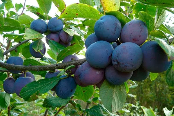 Московская Венгерка Осыпание сливы11