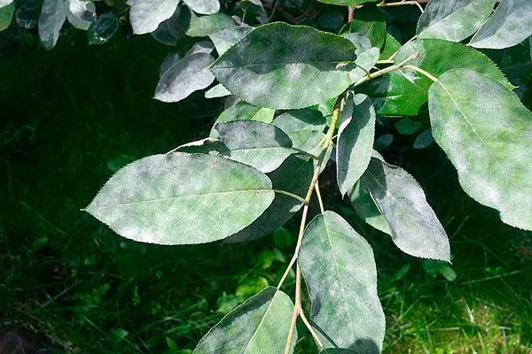 Мучнистая роса Болезни вредители ирги16