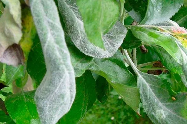 Мучнистую росу уход за грушей31