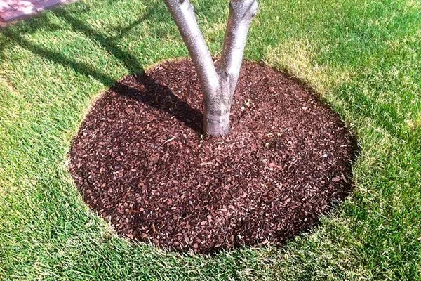 Мульчирование как поливать7