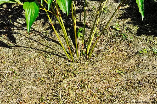 Мульчирование пересадка пионов19