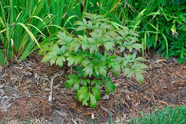 мульчирование пиона