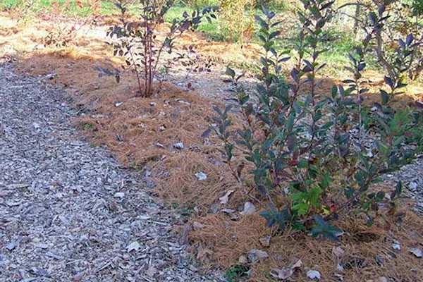 мульчирование почвы Болезни вредители ирги15