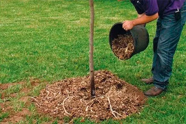 мульчирование после посадки посадка алычи19