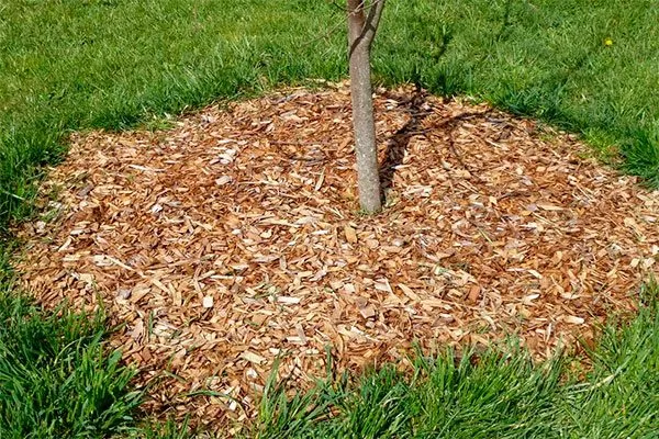 Мульчирование