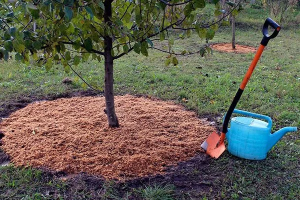 мульчирование2 уход за грушей26