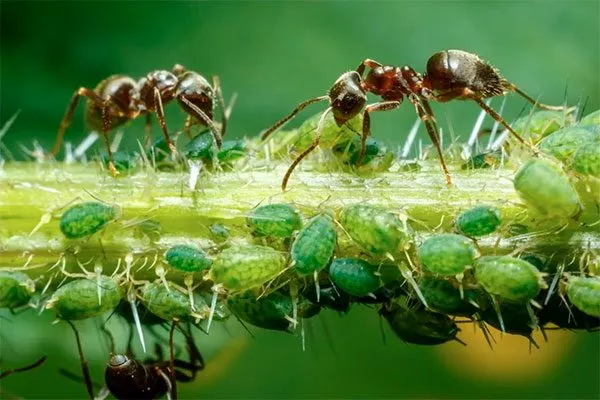 муравьи способствуют распространению тли2