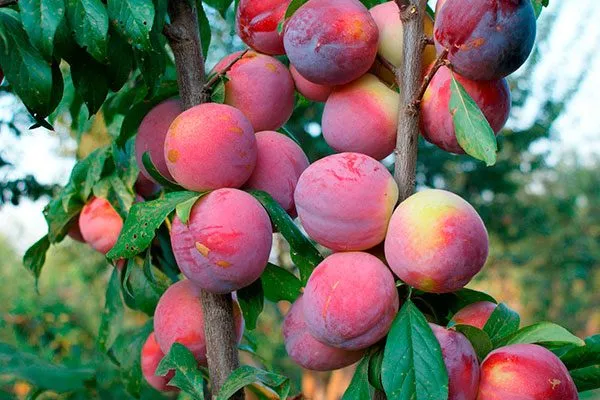 Муравушка для сибири и урала30