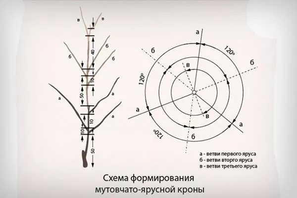 Мутовчато-ярусная крона Обрезка яблони22
