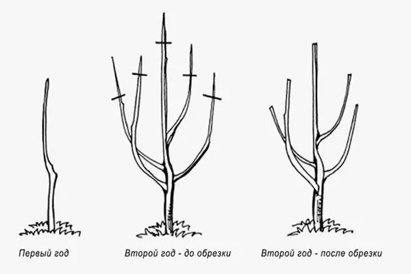Мутовчато-ярусное формирование 1 уход за грушей27