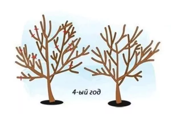 Мутовчато-ярусное формирование 3 уход за грушей29