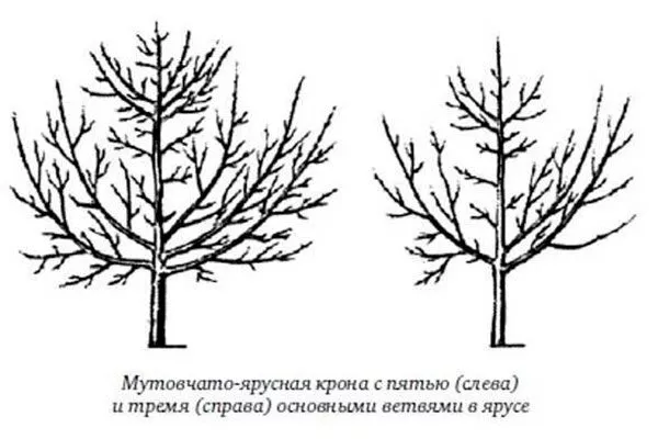 Мутовчато-ярусное формирование уход за грушей30