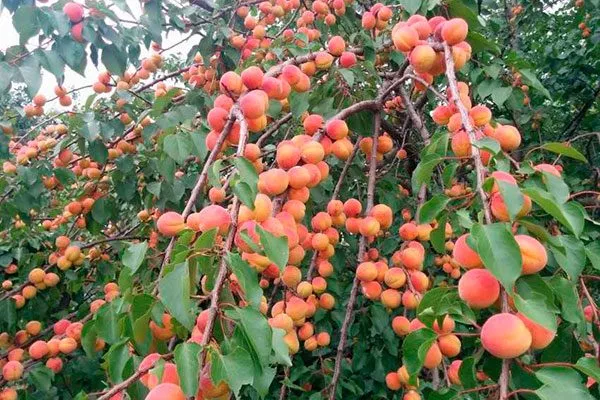 На абрикос и персик