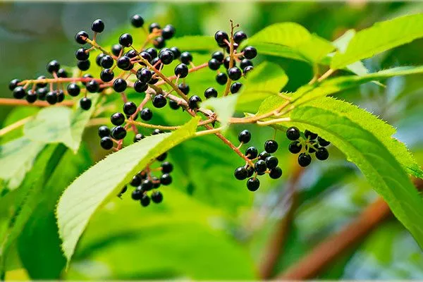 на черёмуху