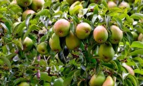 на дереве груши Память Жегалова8