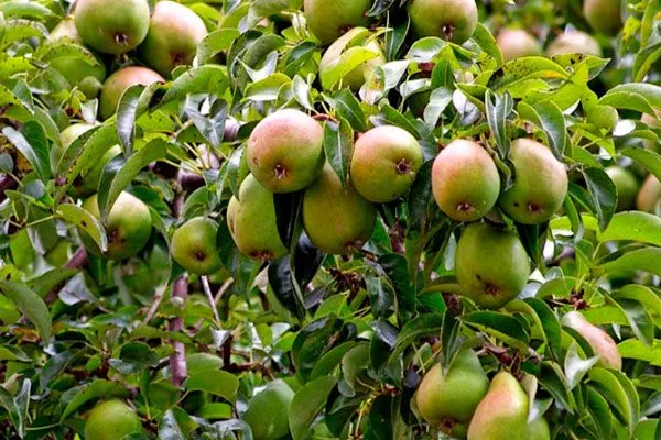 на дереве груши Память Жегалова8