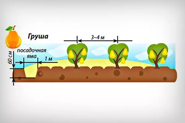 На каком расстоянии нужно размещать саженцы Опыление груши10