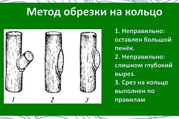 На кольцо Обрезка яблони23