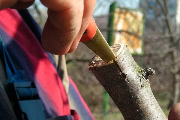 На коре сделайте вертикальный надрез